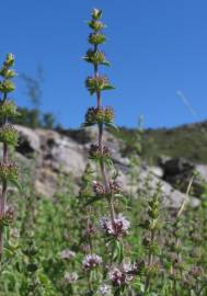 Fotografia da espécie Mentha cervina