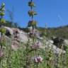 Fotografia 8 da espécie Mentha cervina do Jardim Botânico UTAD