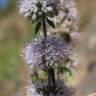 Fotografia 9 da espécie Mentha cervina do Jardim Botânico UTAD