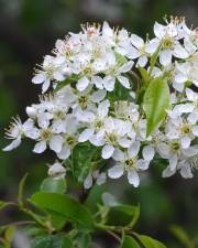 Fotografia da espécie Prunus mahaleb