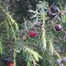 Fotografia 3 da espécie Juniperus oxycedrus subesp. oxycedrus do Jardim Botânico UTAD