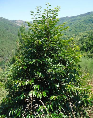 Fotografia de capa Prunus lusitanica subesp. lusitanica - do Jardim Botânico