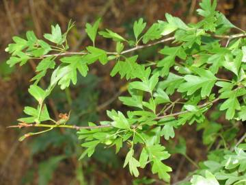 Fotografia da espécie Crataegus monogyna