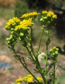 Fotografia da espécie Jacobaea vulgaris