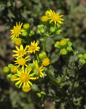 Fotografia 3 da espécie Jacobaea vulgaris no Jardim Botânico UTAD