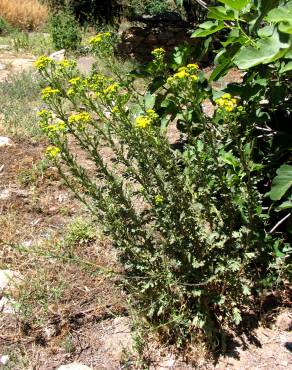 Fotografia 4 da espécie Jacobaea vulgaris no Jardim Botânico UTAD