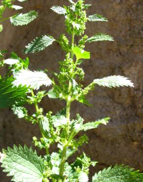 Fotografia 3 da espécie Urtica urens no Jardim Botânico UTAD