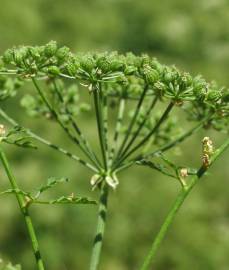 Fotografia da espécie Conium maculatum