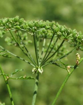 Fotografia 1 da espécie Conium maculatum no Jardim Botânico UTAD