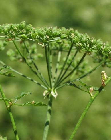 Fotografia de capa Conium maculatum - do Jardim Botânico