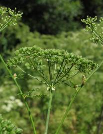 Fotografia da espécie Conium maculatum