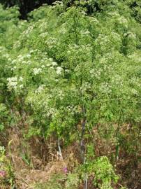 Fotografia da espécie Conium maculatum