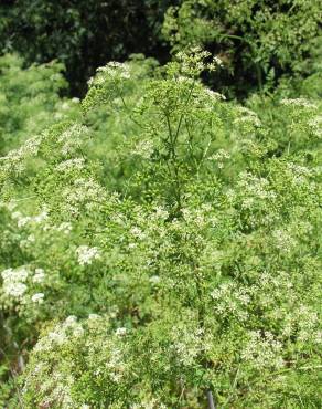 Fotografia 5 da espécie Conium maculatum no Jardim Botânico UTAD