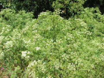 Fotografia da espécie Conium maculatum