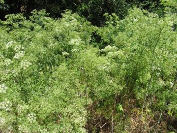 Fotografia da espécie Conium maculatum