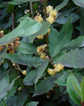 Fotografia 10 da espécie Laurus nobilis no Jardim Botânico UTAD