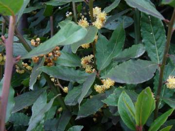 Fotografia da espécie Laurus nobilis