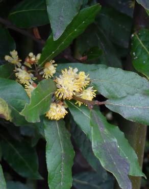 Fotografia 12 da espécie Laurus nobilis no Jardim Botânico UTAD