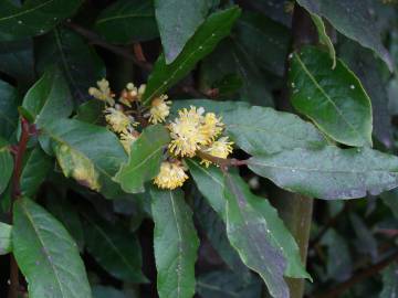 Fotografia da espécie Laurus nobilis