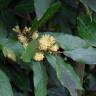 Fotografia 12 da espécie Laurus nobilis do Jardim Botânico UTAD