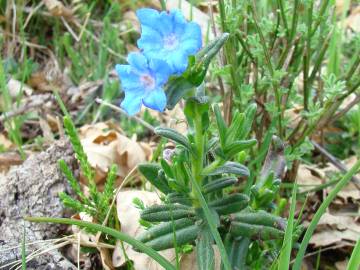 Fotografia da espécie Glandora prostrata subesp. lusitanica