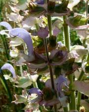 Fotografia da espécie Salvia sclarea