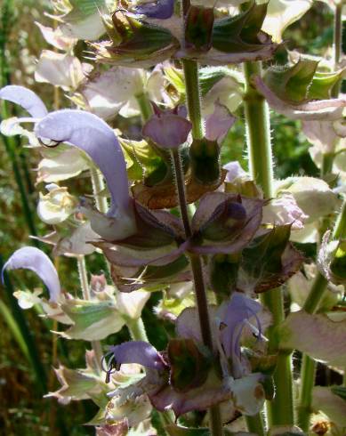 Fotografia de capa Salvia sclarea - do Jardim Botânico