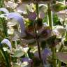 Fotografia 1 da espécie Salvia sclarea do Jardim Botânico UTAD