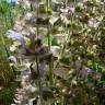 Fotografia 2 da espécie Salvia sclarea do Jardim Botânico UTAD