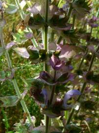 Fotografia da espécie Salvia sclarea