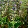 Fotografia 5 da espécie Salvia sclarea do Jardim Botânico UTAD