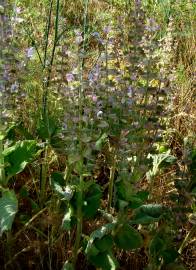 Fotografia da espécie Salvia sclarea