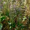 Fotografia 7 da espécie Salvia sclarea do Jardim Botânico UTAD