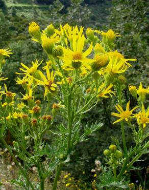 Fotografia 5 da espécie Jacobaea vulgaris no Jardim Botânico UTAD