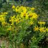 Fotografia 5 da espécie Jacobaea vulgaris do Jardim Botânico UTAD