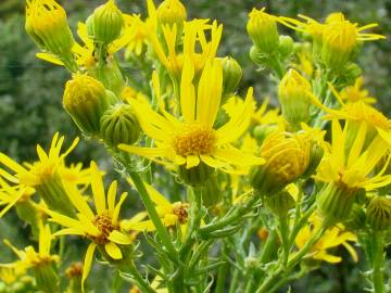 Fotografia da espécie Jacobaea vulgaris