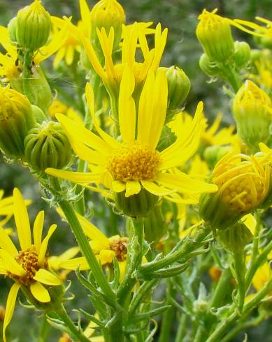 Fotografia de capa Jacobaea vulgaris - do Jardim Botânico