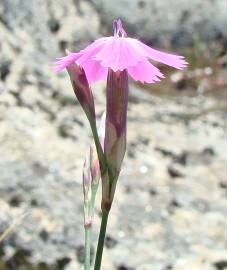 Fotografia da espécie Dianthus laricifolius subesp. laricifolius