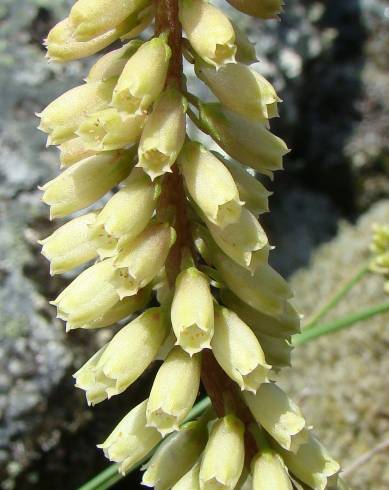 Fotografia de capa Umbilicus rupestris - do Jardim Botânico