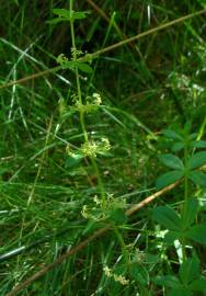 Fotografia da espécie Cruciata glabra subesp. hirticaulis