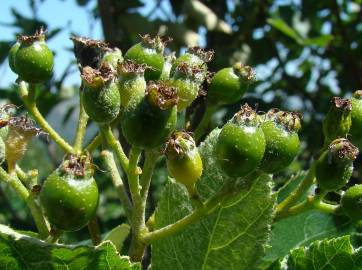 Fotografia da espécie Sorbus aria