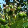 Fotografia 5 da espécie Sorbus aria do Jardim Botânico UTAD