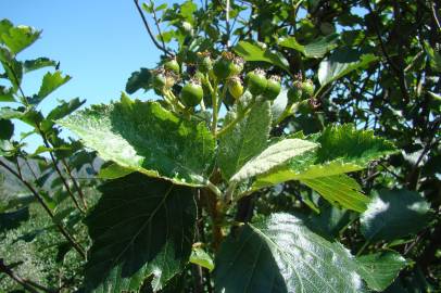 Fotografia da espécie Sorbus aria