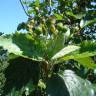 Fotografia 6 da espécie Sorbus aria do Jardim Botânico UTAD