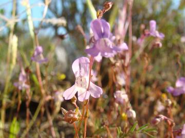 Fotografia da espécie Chaenorhinum grandiflorum subesp. grandiflorum