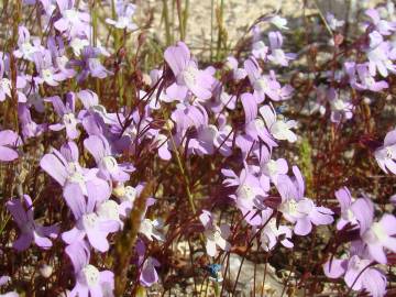 Fotografia da espécie Chaenorhinum grandiflorum subesp. grandiflorum