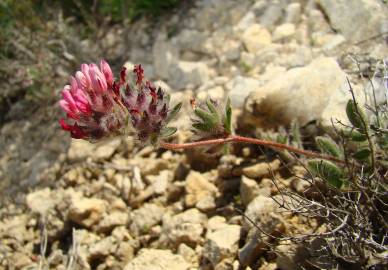 Fotografia da espécie Anthyllis vulneraria subesp. reuteri