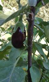 Fotografia da espécie Solanum melongena