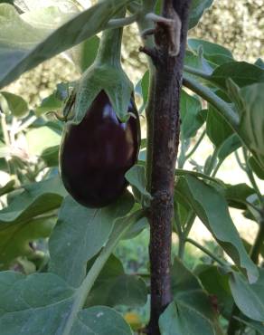 Fotografia 2 da espécie Solanum melongena no Jardim Botânico UTAD