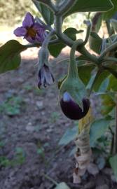 Fotografia da espécie Solanum melongena